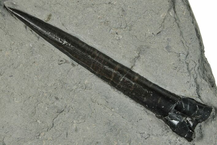 Fossil Belemnite (Acrocoelites) - Germany #266521